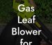 Best Gas Leaf Blower for the Money