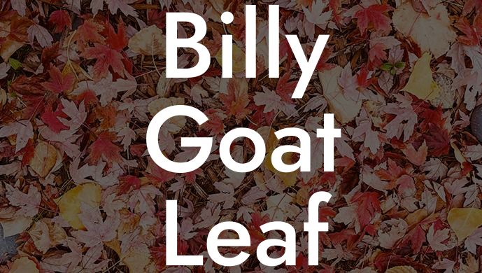 Billy Goat Leaf Blower