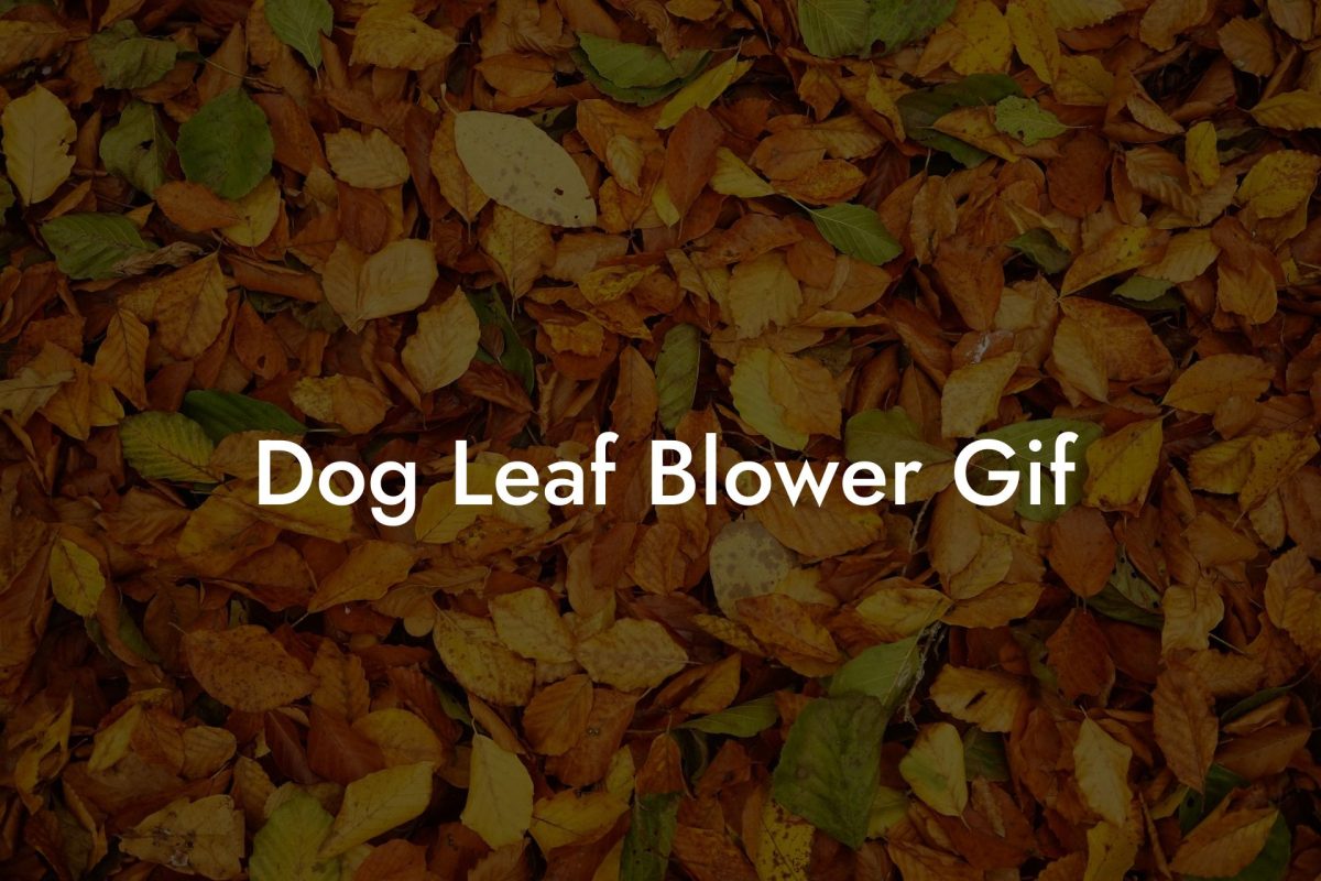 Dog Leaf Blower Gif