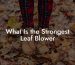 What Is the Strongest Leaf Blower